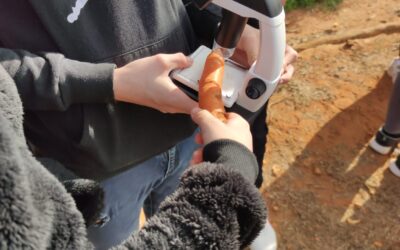 Alrededor de 50 alumnos del colegio 9 d’Octubre de Carlet catan las variedades tradicionales valencianas