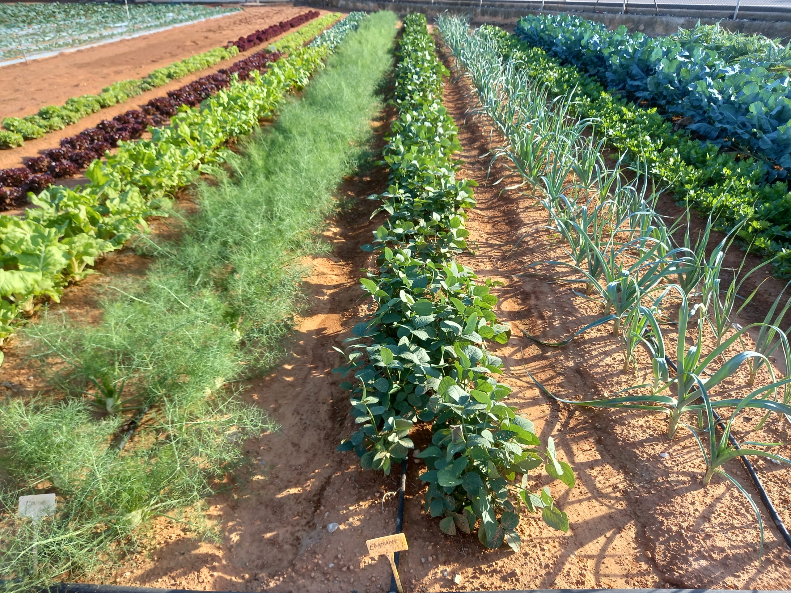 grado medio producción agropecuaria valencia