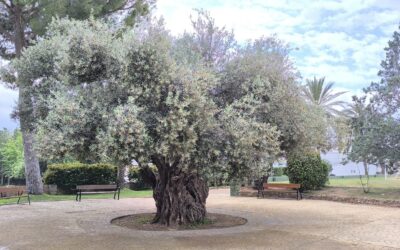 Sensores de alta precisión monitorizarán la salud y el crecimiento de un olivo de la EFA La Malvesía para el proyecto Urban Tree 5.0